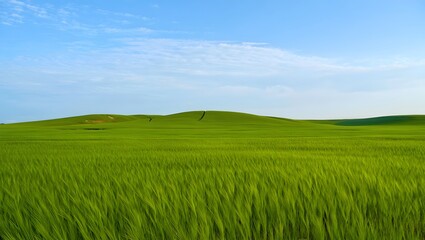 Obraz premium Open Green Grass Field with Realistic Texture and Clear Blue Sky in Natural Daylight Landscape