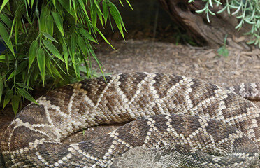 Easter Diamondback Rattlesnake - New Mexico