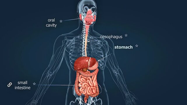Human Digestive system and cutaway of the stomach