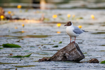 An adult Black-headed Gull (Chroicocephalus ridibundus) sits on a wooden log in the water among green aquatic plants, looking toward the camera lens on a summer evening.