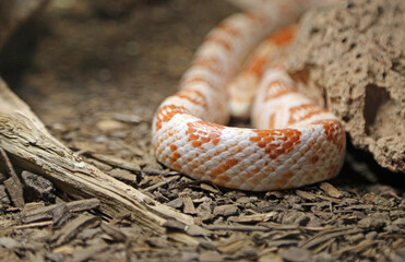 Red diamond rattlesnake, New Mexico