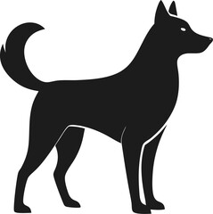 black and white dog