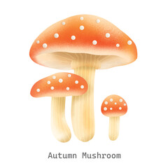 Autumn mushrooms Collections