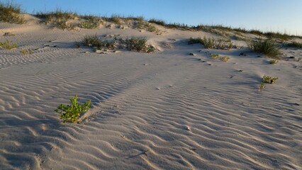 Natural sand dunes on peaceful beach in beautiful early morning sunlight on South Carolina...