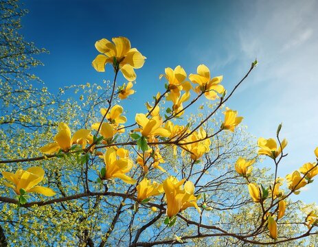 yellow flowers blooming with branches and leaves on clear sky background spring natural flowers concept - Powered by Adobe