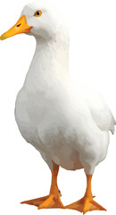 pekin duck