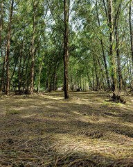 Sunlight Filtering Through Pine Trees in Forest