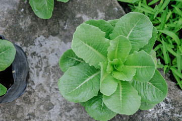 Romaine lettuce is characterized by its elongated shape and stiff, upright leaves, with outer...
