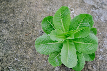 Romaine lettuce is characterized by its elongated shape and stiff, upright leaves, with outer...