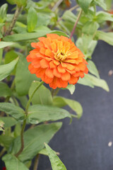 Beautiful Zinnia (Zinnia elegans) flower.