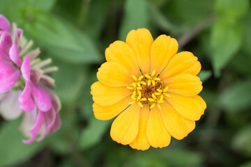 Beautiful Zinnia (Zinnia elegans) flower.
