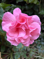 pink rose flower