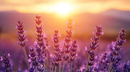 Naklejka premium Lavender field at sunrise.