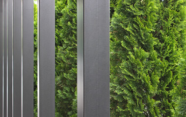 Metal Beams in front of Thuja Green Fence Supporting the Roof of a Canopy in the Yard of a Private Cottage. Yard Landscape and Green Zone with Hedge 