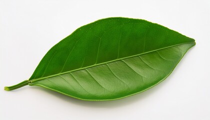 Obraz premium fresh green citrus leaves on white background evoke sense of nature and vitality