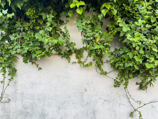 Green ivy growing on light wall with copy space, natural eco background