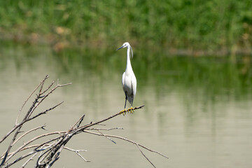 Great White Egret