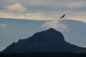 Fototapeta premium Bird of Prey Silhouetted Against Sky Above Rocky Mountain Summit