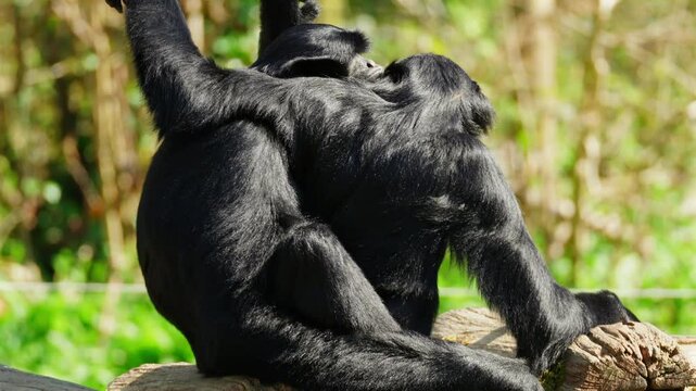 4K video of two siamang gibbons engage in playful and entertaining wrestling in a grassy zoo enclosure. Captured with full property release for commercial licensing and editorial use.