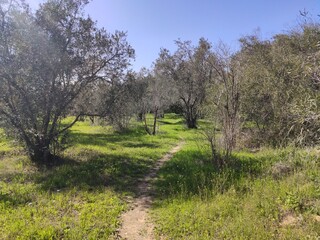 Magical photo of olive trees with plants during spring suitable for screen backgrounds 2.