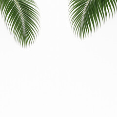 Two palm leaves isolated on white background