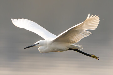 Seagull