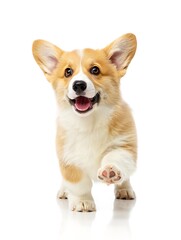 Obraz premium Playful Pembroke Welsh Corgi Puppy Adorable puppy with