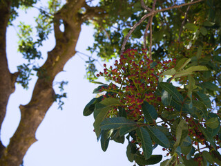 Red-green pistachio buds and fresh leaves on a sunlit branch, captured in natural warm light.