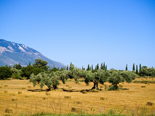 Arid summer field with straw bales and ancient olive trees on Kefalonia, Greece, under a vibrant...
