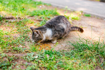 Stray cat eating kibble on the ground. Outdoor care, animal kindness, and street pet feeding in urban park area.