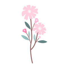 pink flower isolated on white background