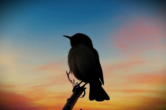 4K Black Bird Silhouette at Sunrise, Peaceful Morning Scene