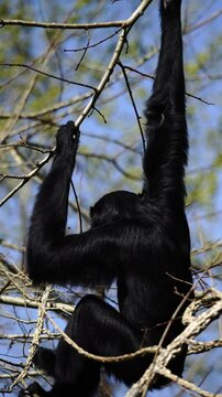 Siamang gibbon climbing a tall tree inside a zoo enclosure, captured mid-motion, long arms extended. Natural lighting highlights its primate agility and behaviour. Fully released for commercial use