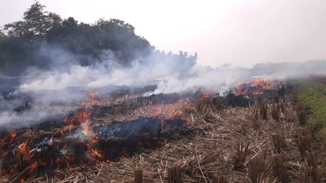 Stubble Burning in India( Parali burning), also known as stubble or straw burning, It significantly contributes to air pollution, releasing harmful gases and particulate matter into the atmosphere.