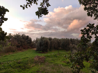 Magical winter sunrise between olive trees.