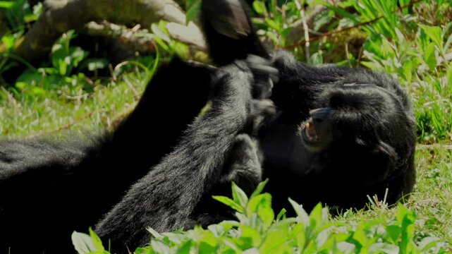 4K video of two siamang gibbons engage in playful and entertaining wrestling in a grassy zoo enclosure. Captured with full property release for commercial licensing and editorial use.