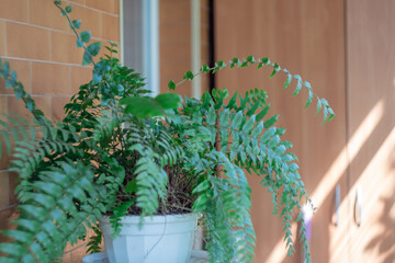 Green leafs of fern in balcony on wall building background. Plant of polypodiophyta growing in flowerpot on window home. Ornamental lush foliage of houseplant. Beautiful fresh green fern leaves.