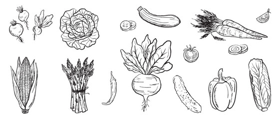 Vegetable harvest with carrot, asparagus, beet, pepper, salad, corn, radish, zucchini in black brush stroke texture isolated on white. Hand drawn vector sketch illustration in vintage charcoal ink