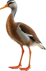 indian runner duck