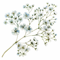 Fototapeta premium Watercolor White Gypsophila Isolated on White Background. Beautiful Gypsophila Flower