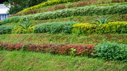 Well-organized terraced garden landscape featuring a variety of colorful ornamental plants arranged in layered rows along a hillside.