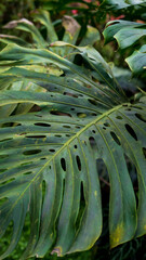 Close-up of a lush green Monstera Deliciosa leaf with natural holes and cleavages, showing beautiful texture details in a tropical environment © Hafiz