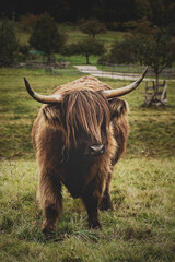 scottish highland cow in a pasture