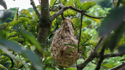 A vespa affinis wasp nest hanging on a tree branch with green leaves surrounding it. The unique structure of the nest and the detailed texture are clearly visible, showing the beauty of nature.
