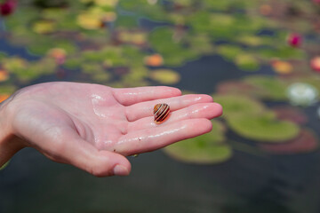 small snail on hand