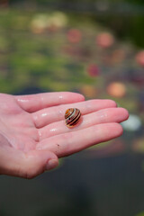 small snail on hand