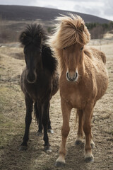 two icelandic horses in the field