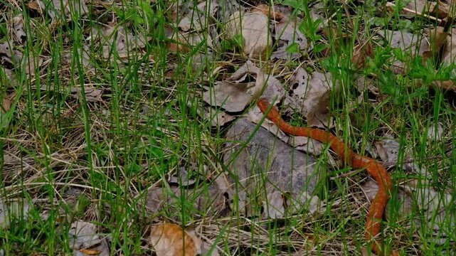 Young snake common copperhead crawls on green grass in spring, Kazakhstan Kargauldy gorge