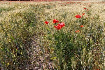 Coquelicots en été