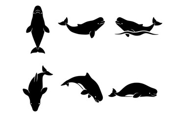 Collection of Beluga Whale Silhouettes in Various Poses